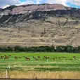 Herd of elk grazing in a green meadow beneath rugged cliffs and a cloudy blue sky, with a quiet pastoral mood.