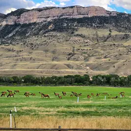 Herd of elk grazing in a green meadow beneath rugged cliffs and a cloudy blue sky, with a quiet pastoral mood.