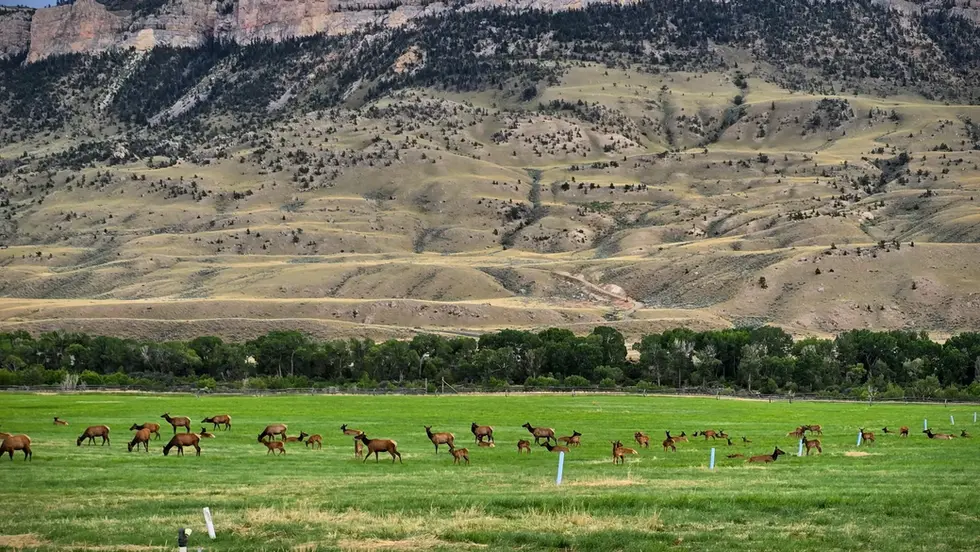 Herd of elk grazing in a green meadow beneath rugged cliffs and a cloudy blue sky, with a quiet pastoral mood.