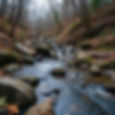 A serene forest creek with mossy rocks flows through leaf-littered banks, bare trees arch overhead in a peaceful autumn setting.