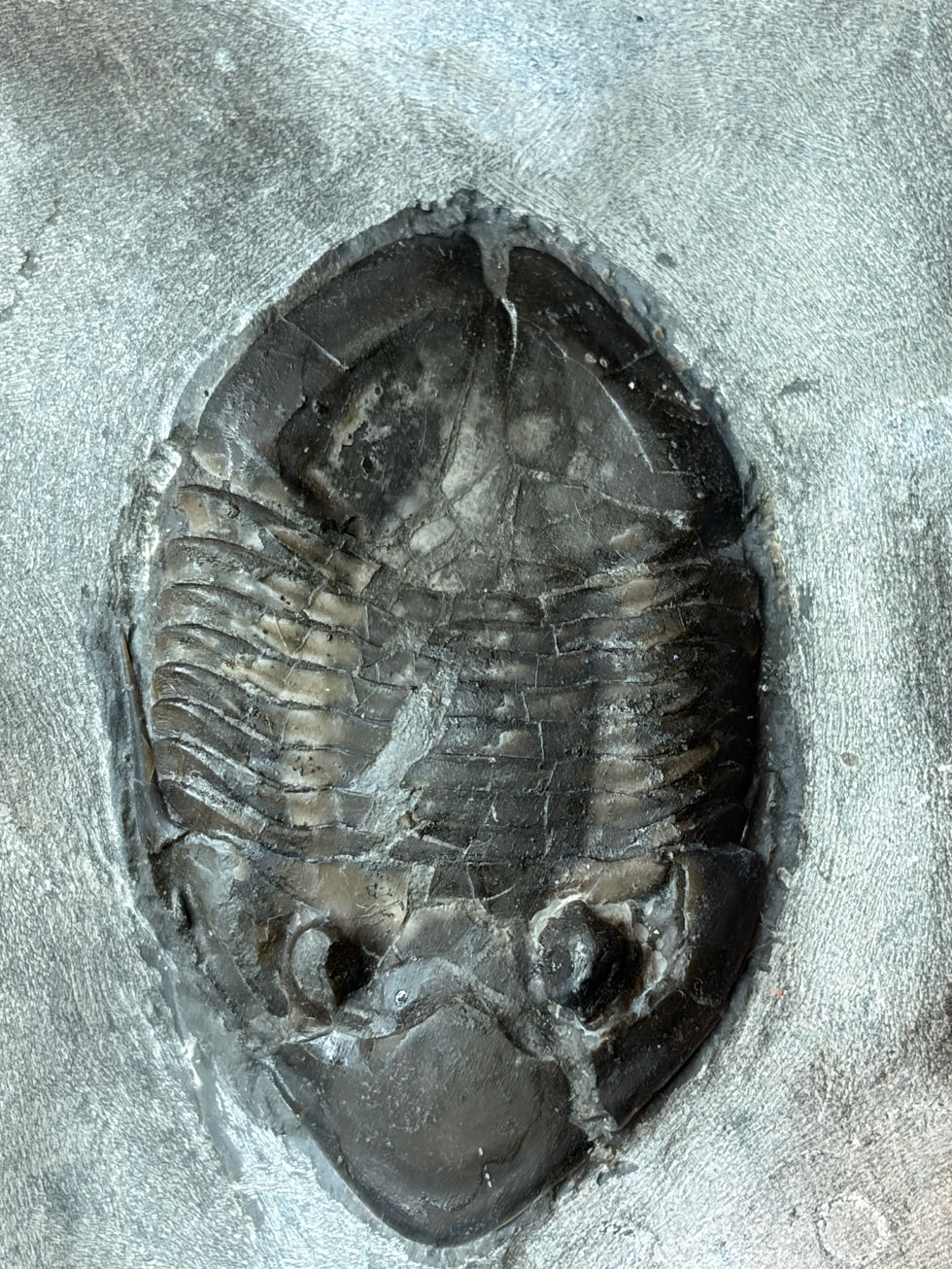Isotelus mafritzae