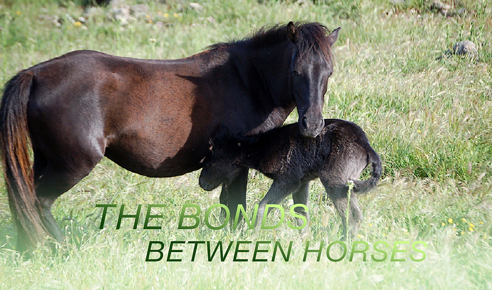 The Bonds between Horses