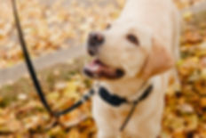Real Life K9 Shock Collar.jpeg