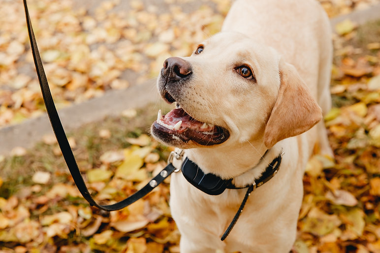 Real Life K9 Shock Collar.jpeg