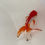 Thumbnail: 10cm Red & White Oranda