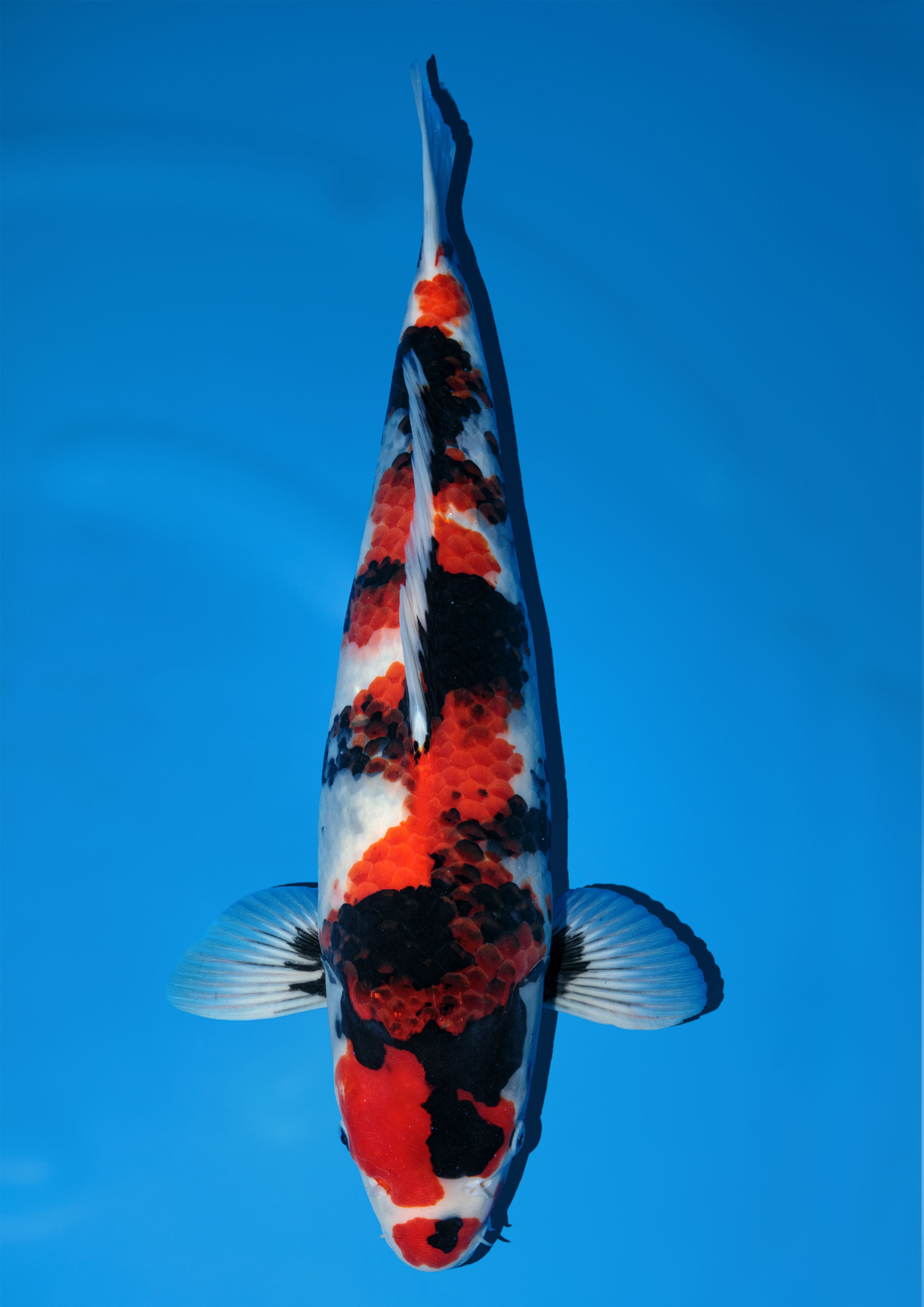 Sakuma -  Showa 50 to 55cm