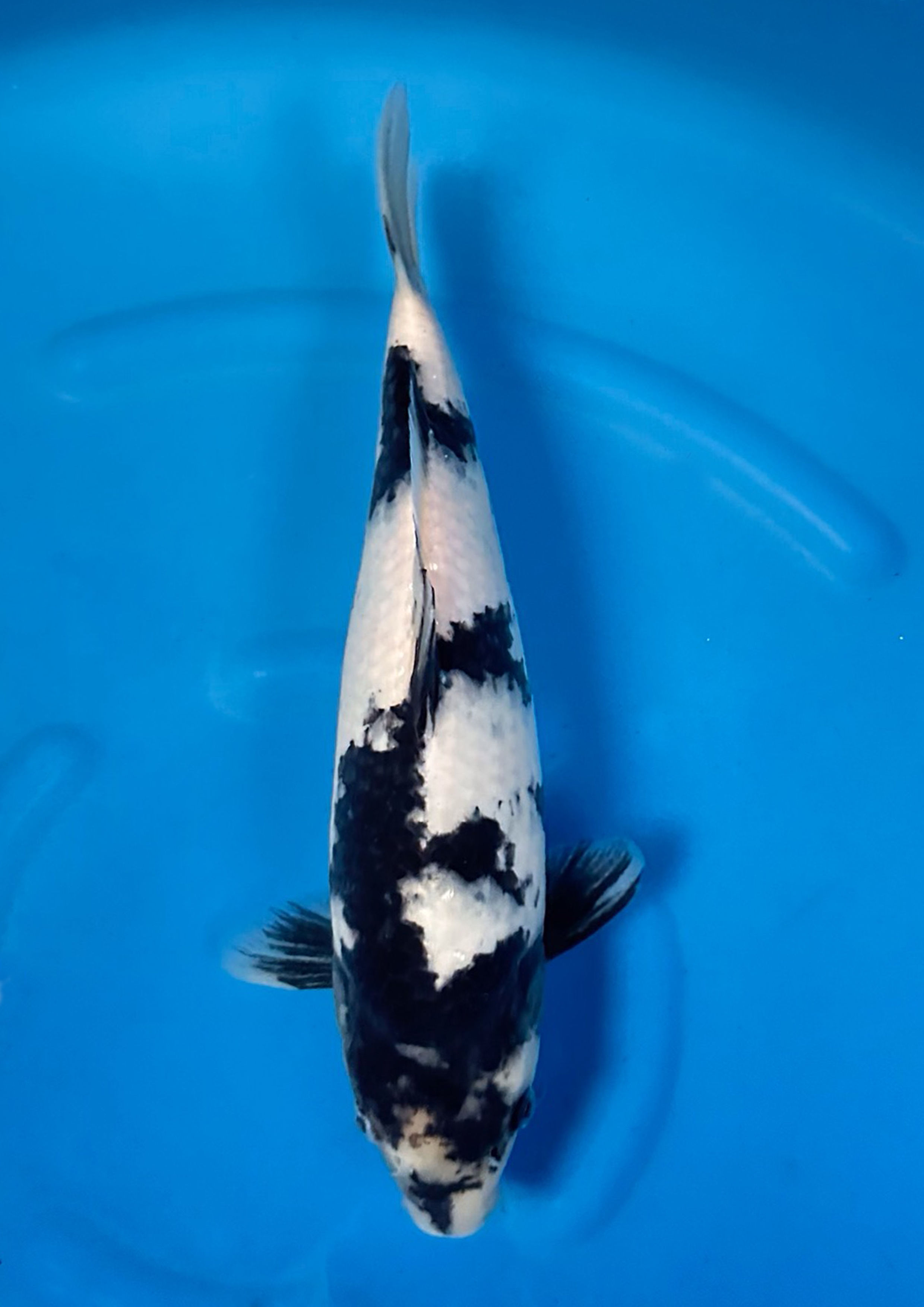 Omosako - Shiro Utsuri - 35 to 40cm
