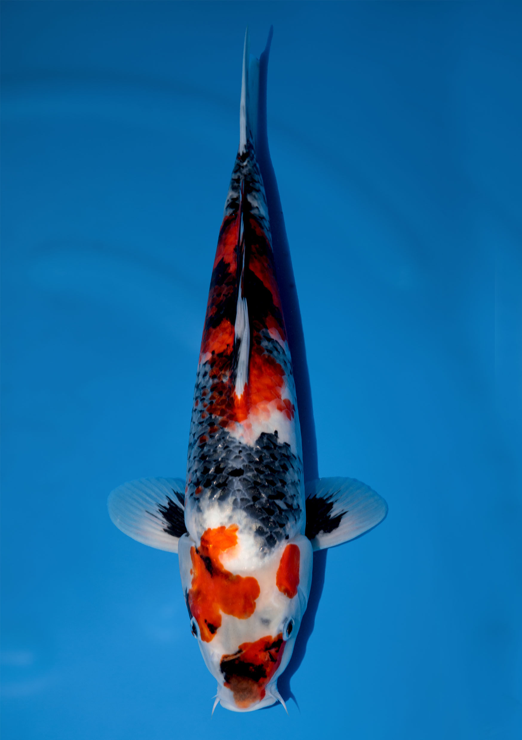 Marusei - Showa - 45 to 50cm