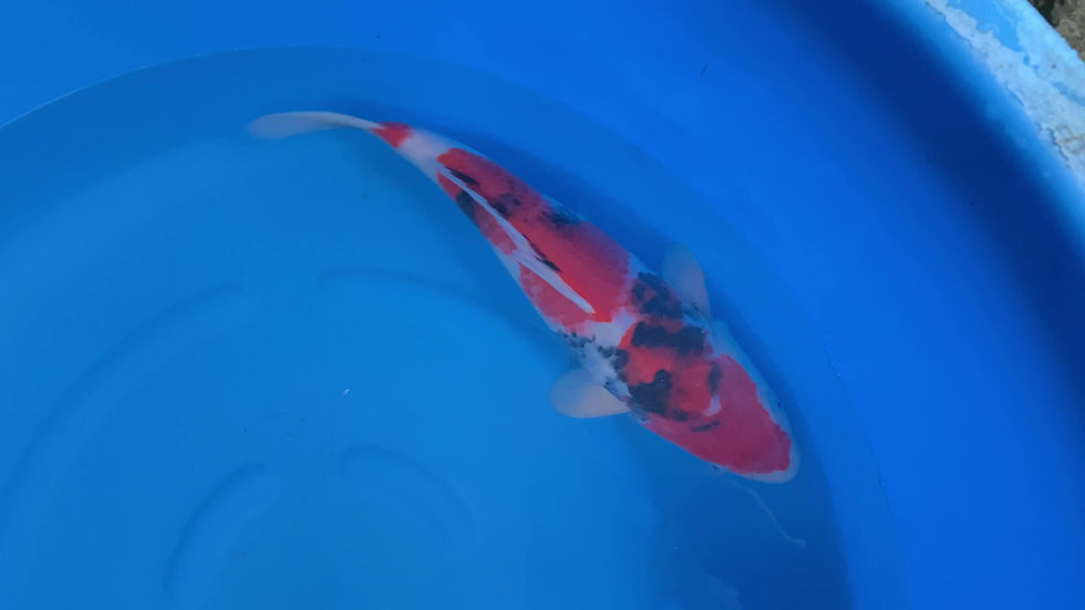 Thumbnail: Breeder Hosokai    40 - 45cm