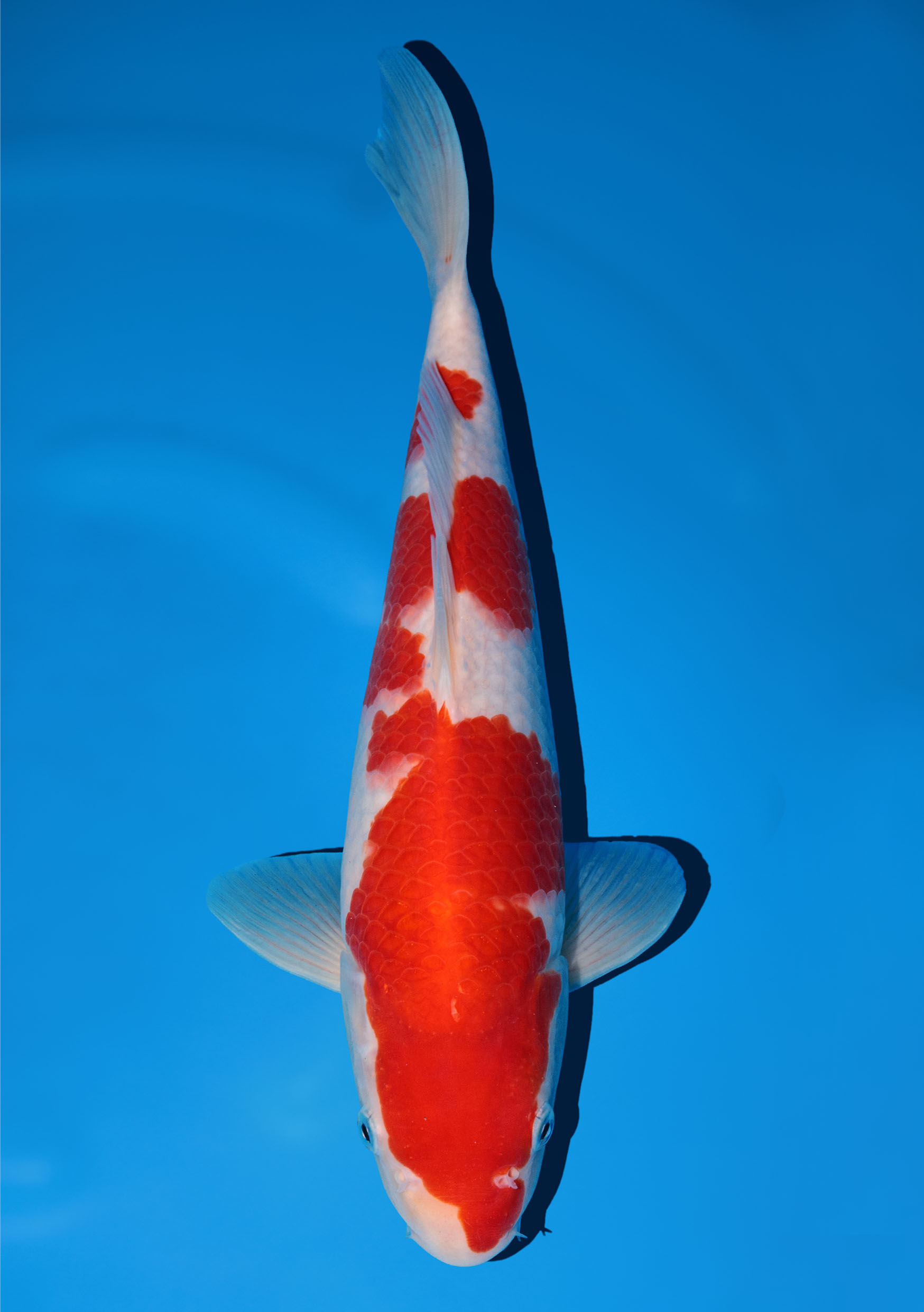 Nogami - Kohaku - 30 to 35cm