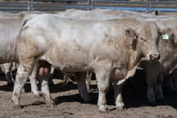 BULL 15