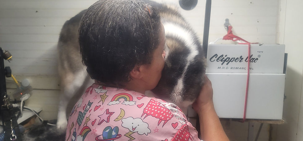 Groomer gently petting a cat during professional pet grooming