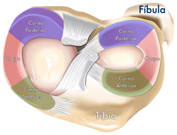 Anatomia dos meniscos do joelho.