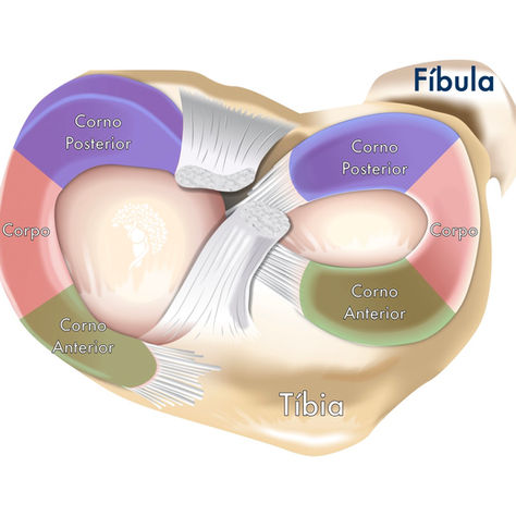 anatomia_menisco_joelho