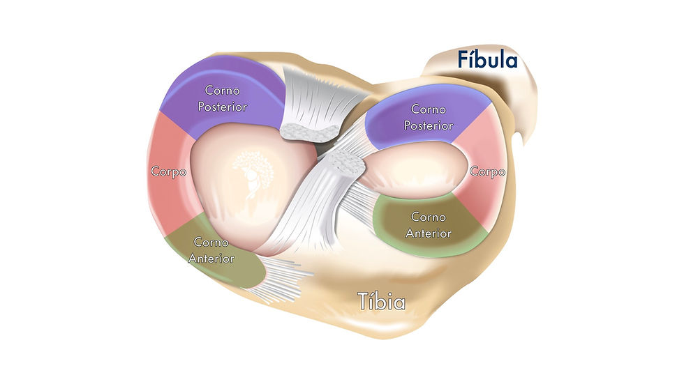 anatomia_menisco_joelho