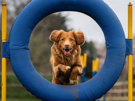 Mortgage serviceability: how to jump through the hoops