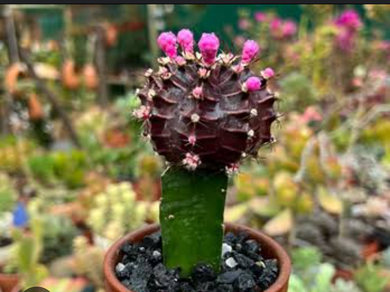 cactus lab Cactus Opuntia Microdasys Bunny Ears main image 0