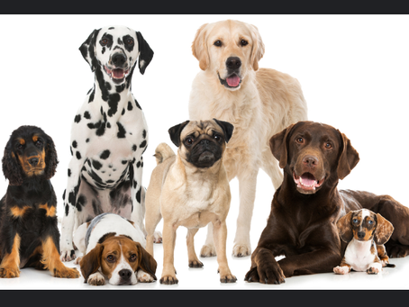 Top 20 Richest Dogs in the World: How Dogs Became Millionaires**