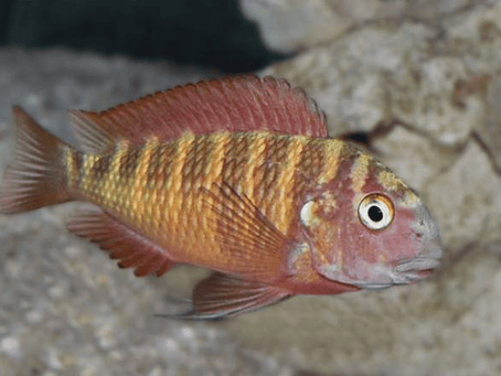 7 Rarest Cichlids in the World
