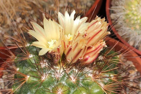 8 of the Rarest Cactus Plants In The World