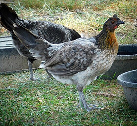 Blue Mug pullet _Black Fever Farm (417) 