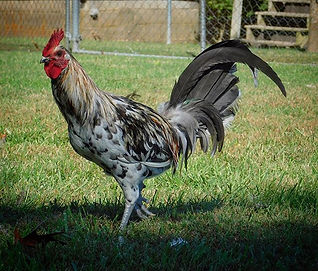 White Splash Mug_Black Fever Farm (417) 