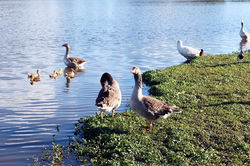 Parque Barigui Curitiba/PR