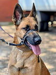 Flo - GSD/Malinois