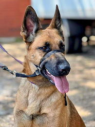 Flo - GSD/Malinois
