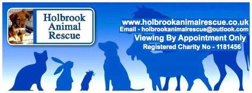 Dog Rescue Holbrook Animal Rescue Horsham