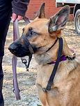 Flo - GSD/Malinois