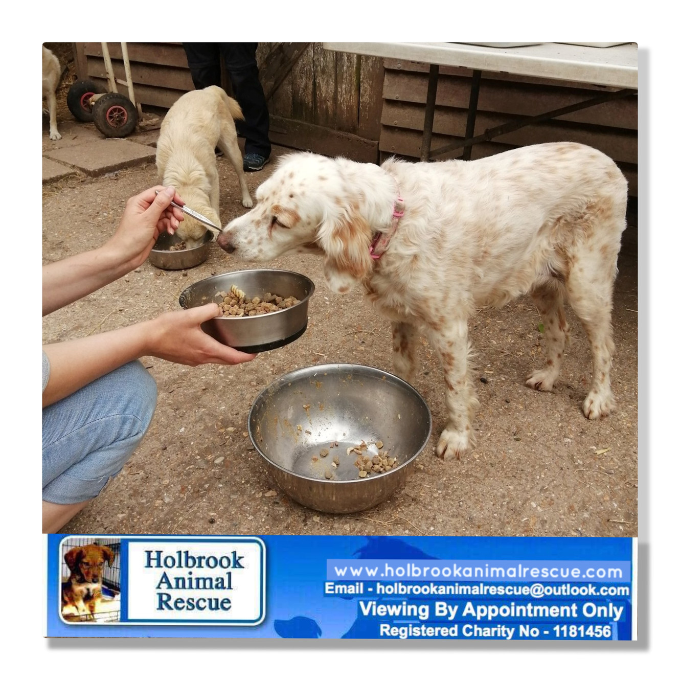 Holbrook Animal Rescue logo