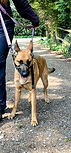 Flo - GSD/Malinois