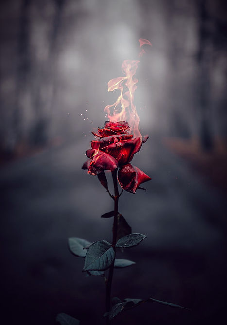 HD-wallpaper-rose-flower-fire-flame-burn