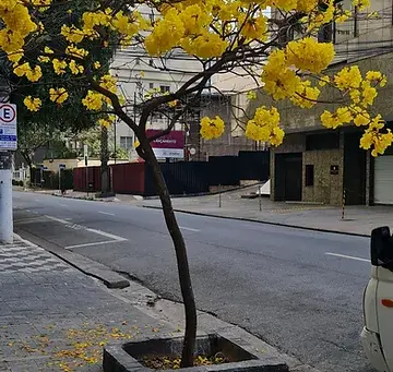 O que aprendi com o Ipê Amarelo