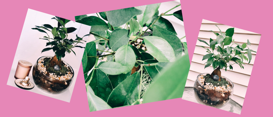 #WhatsInMyPotWednesday: Curtain Fig