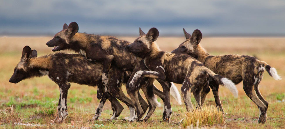 Wild Dogs At Play
