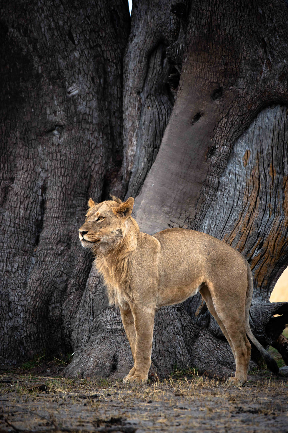 Stretching The Spine