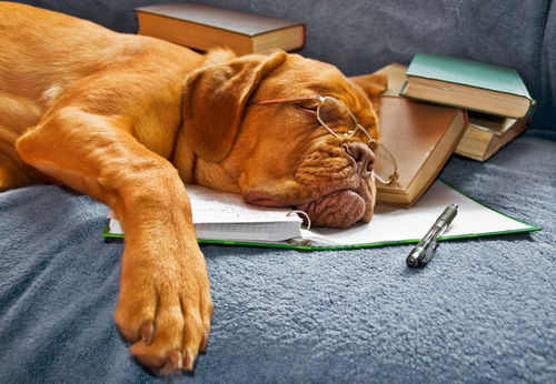 El sueño de los perros. ¿Se han parado a mirar cómo duermen vuestras mascotas?