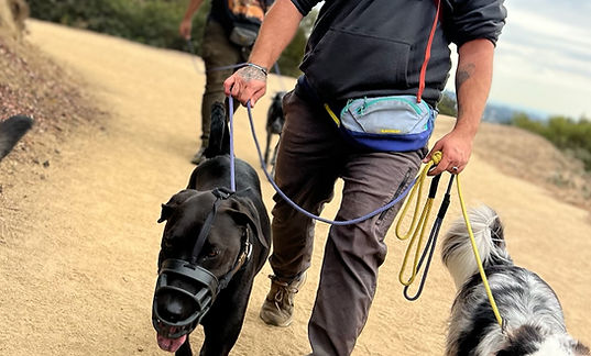 Dogs trained by Body and Mind K9 in Long Beach.