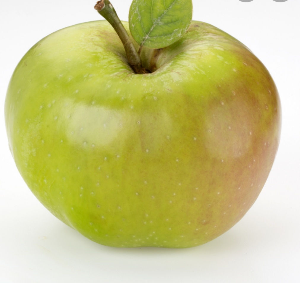 Large Bramley apple x1