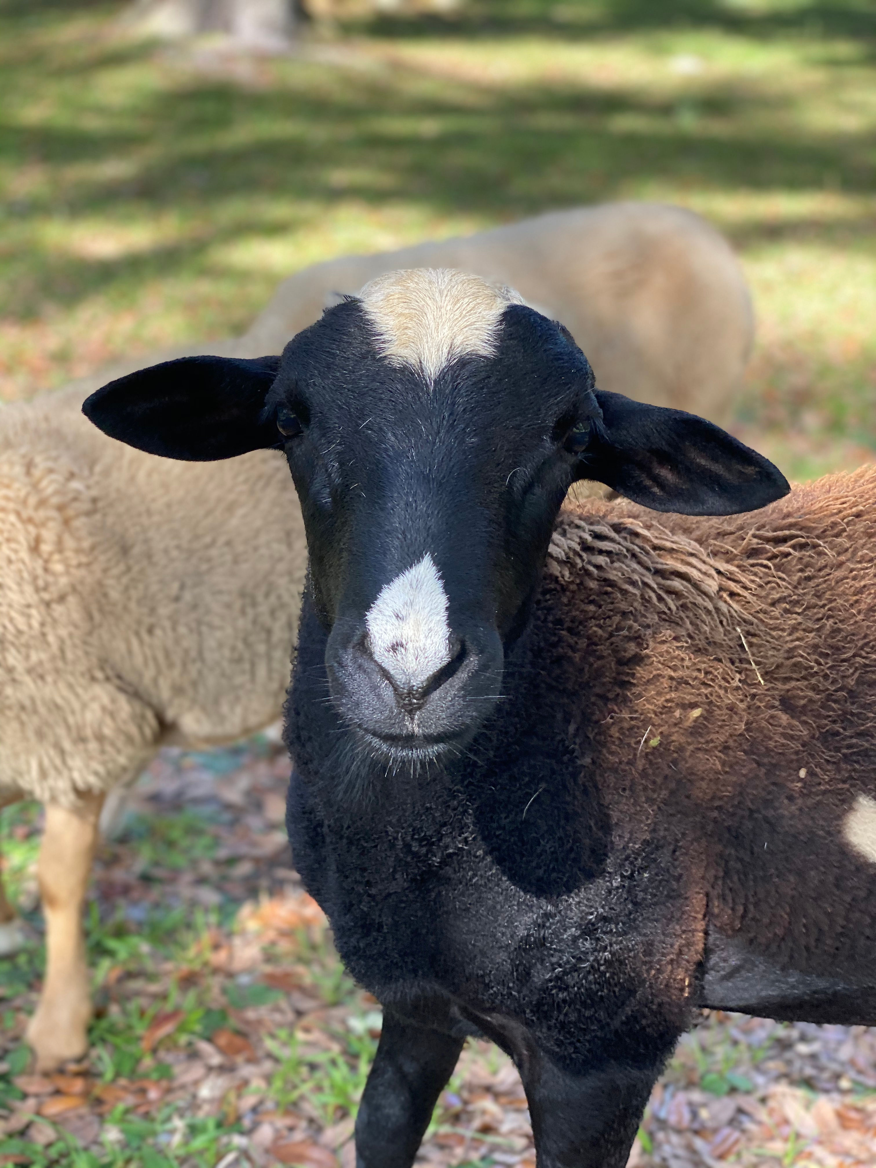 Ram 9 - 12 months old