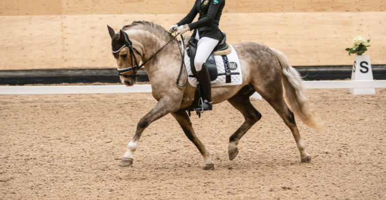 Funktionärer sökes till vår dressyrtävling 21/9