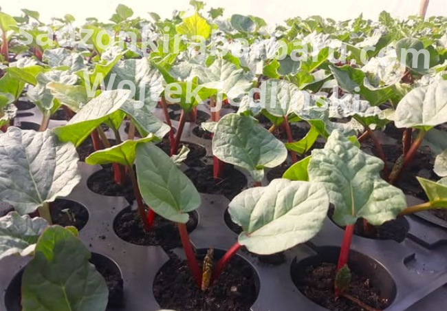 Sadzonka z Nasion Lider HURT / 1000 sztuk