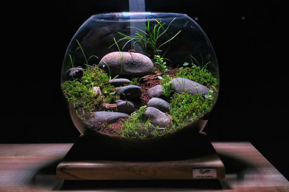 Terrarios en Buenos Aires, terrarios Argentina, diseño de terrarios en Buenos Aires, musgo decoración, diseño de paisajes con musgos, terrarios con musgos, terrarios en frascos, terrarios en peceras, terrarios fáciles de mantener, musgo, musgario, kokedama, micro paisajismo, workshop terrarios, curso terrarios, taller terrarios, terrario cómo hacer, cultivo de musgo, venta de terrarios, plantas en vidrio, imago, terrarios eternos, terrarios tropicales, terrario húmedo, terrarios cerrados, terrarios suculentas, terrarios de vidrio, plantas de interior, plantas para espacios sin luz, vivarios tropicales, micropaisajismo, wabi kusa, vivarios, vivarium, paludarios, paludario qué es, vivario qué es, musgario qué es, acuarios naturales, plantas en pecera, decoración con plantas, venta de musgo, musgo vivo, terrario para rana, terrario para gecko, fuente decoración, cascada decoración, musgo preservado, musgo Argentina, clases de terrarios, ExoTerra Argentina.