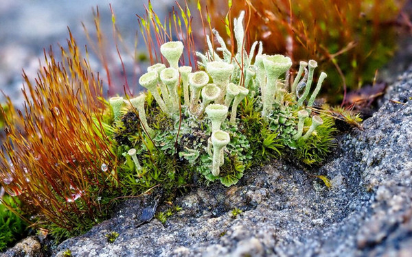 soportes musgos y hongos