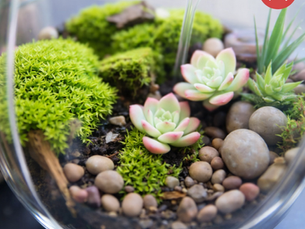 En qué fijarse para elegir un terrario: criterios antes que objetos