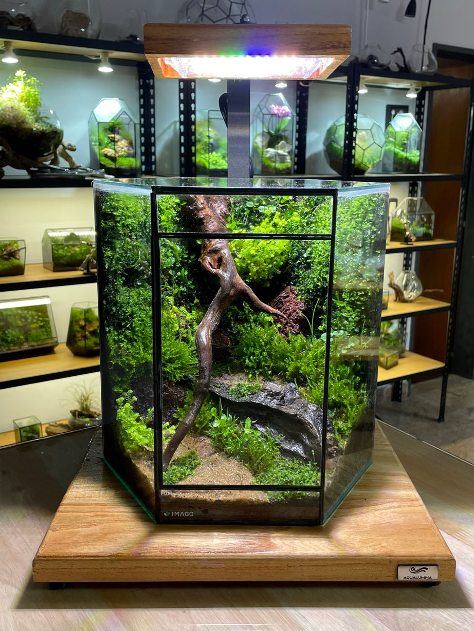 Terrarios en Buenos Aires, terrarios Argentina, diseño de terrarios en Buenos Aires, musgo decoración, diseño de paisajes con musgos, terrarios con musgos, terrarios en frascos, terrarios en peceras, terrarios fáciles de mantener, musgo, musgario, kokedama, micro paisajismo, workshop terrarios, curso terrarios, taller terrarios, terrario cómo hacer, cultivo de musgo, venta de terrarios, plantas en vidrio, imago, terrarios eternos, terrarios tropicales, terrario húmedo, terrarios cerrados, terrarios suculentas, terrarios de vidrio, plantas de interior, plantas para espacios sin luz, vivarios tropicales, micropaisajismo, wabi kusa, vivarios, vivarium, paludarios, paludario qué es, vivario qué es, musgario qué es, acuarios naturales, plantas en pecera, decoración con plantas, venta de musgo, musgo vivo, terrario para rana, terrario para gecko, fuente decoración, cascada decoración, musgo preservado, musgo Argentina, clases de terrarios, ExoTerra Argentina.