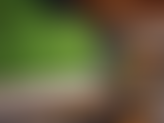 Musgo preservado vs Musgario: por qué el “musgo sin riego” no es naturaleza