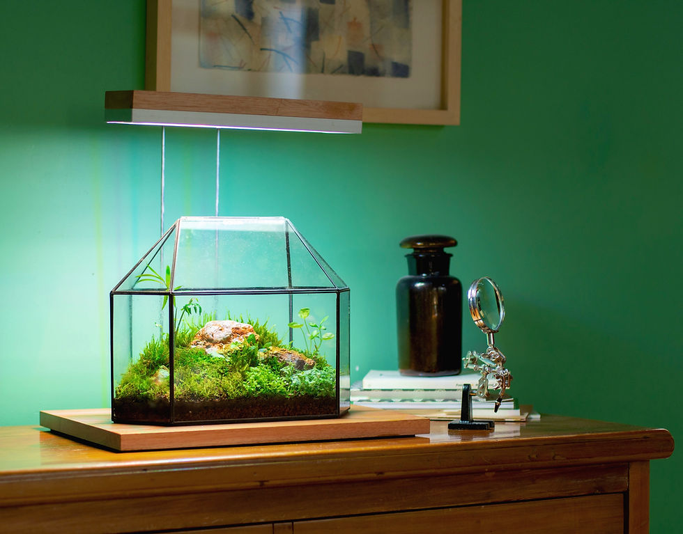 Iluminación de terrario